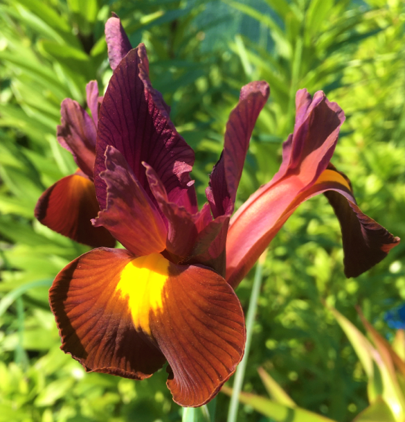 Iris Red Ember